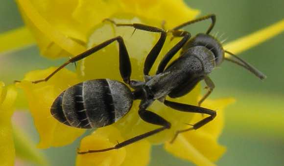 formica dalla Sicilia: Camponotus (Myrmosericus) micans